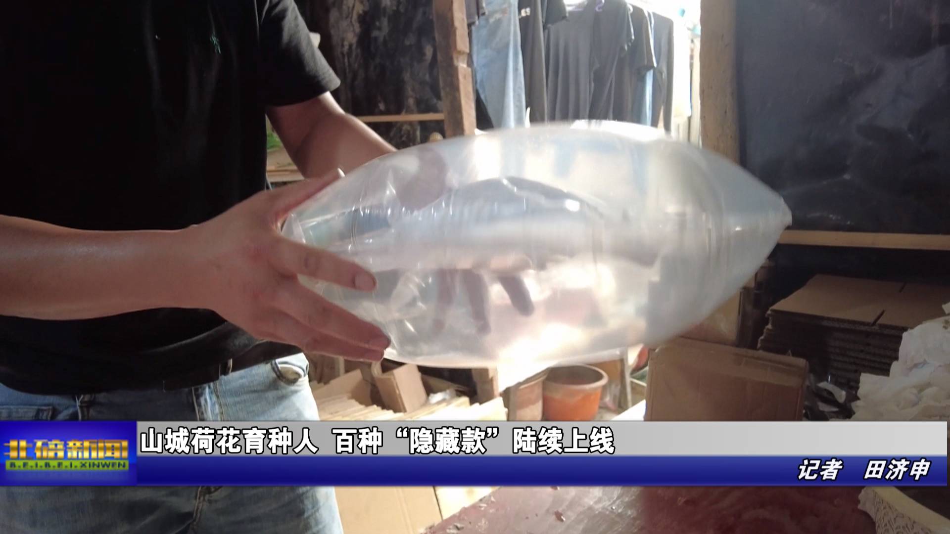 山城荷花育种人 百种“隐藏款”陆续上线 