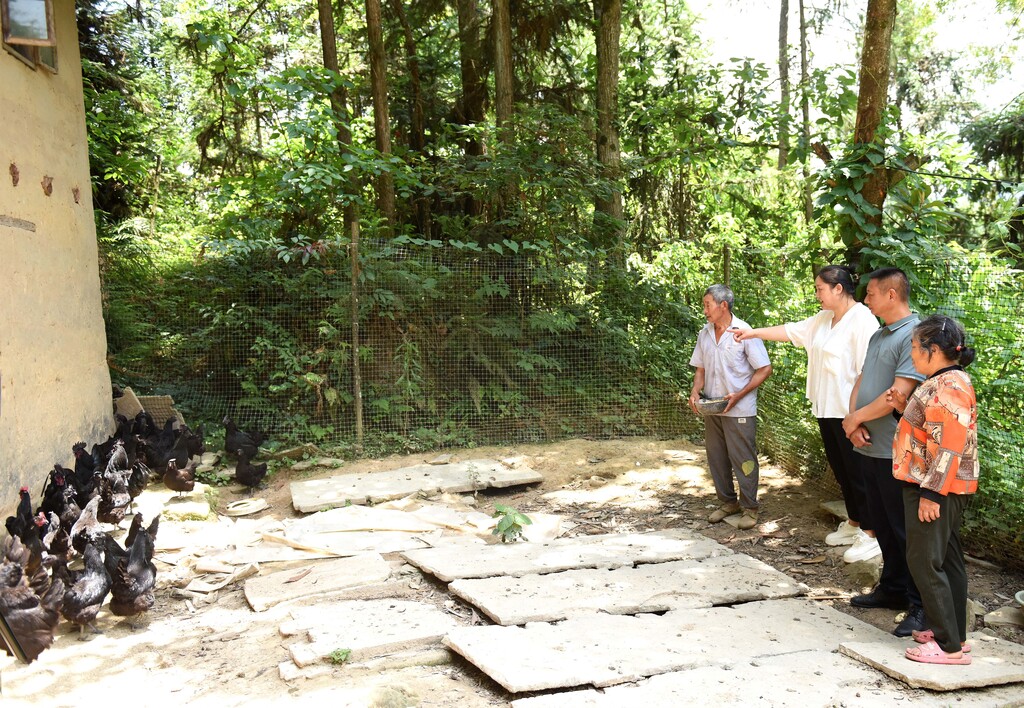 村干部在查看村民冉平崇、谭祈玉夫妇养殖的五黑鸡 (1)