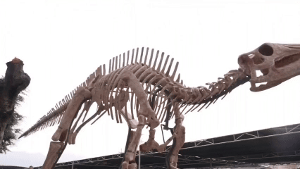6月19日111.gif