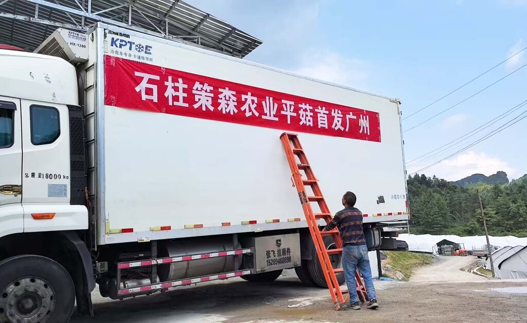 平菇遠(yuǎn)銷廣州