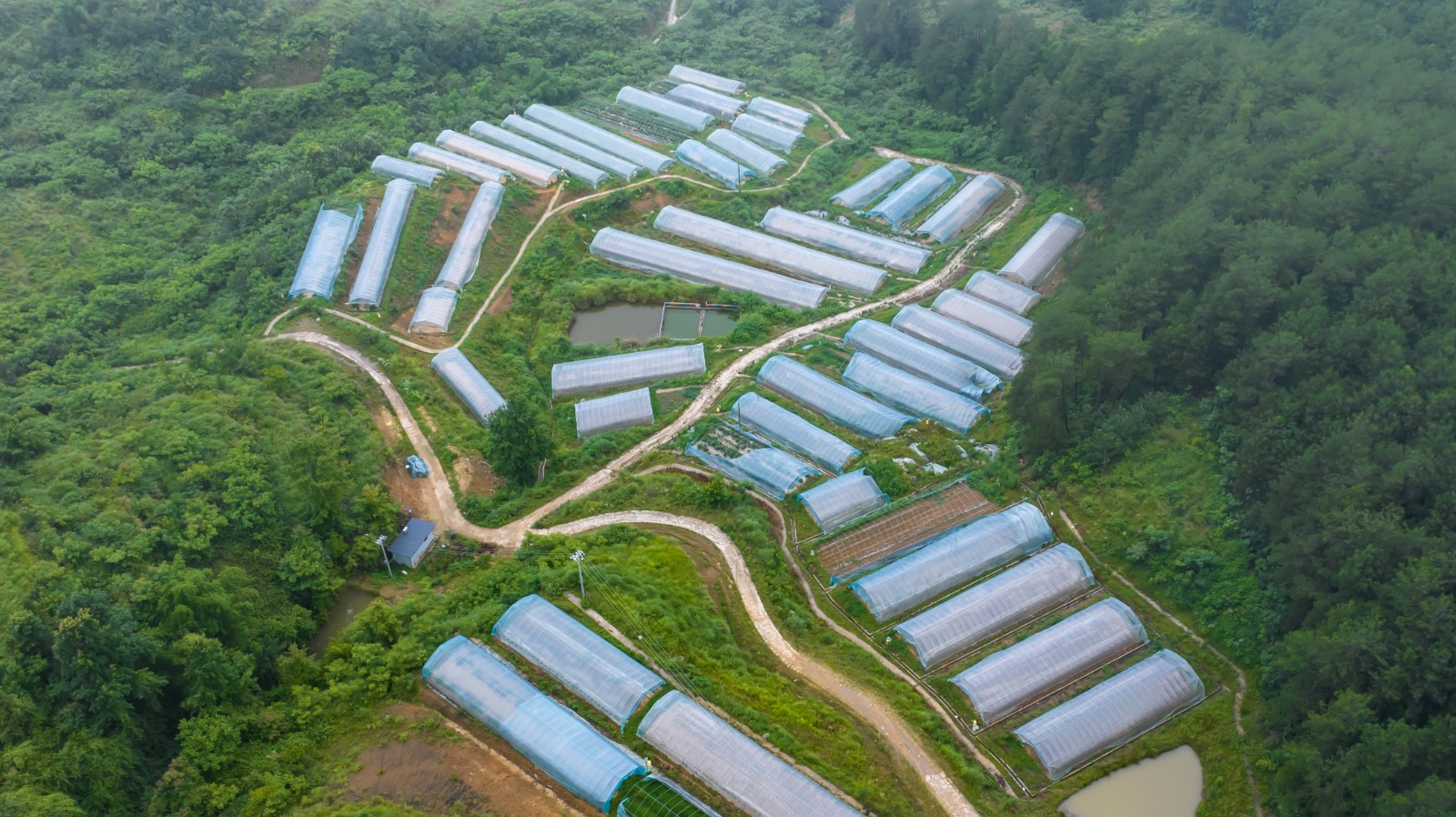 西瓜种植基地。拍摄：吴建华.jpg