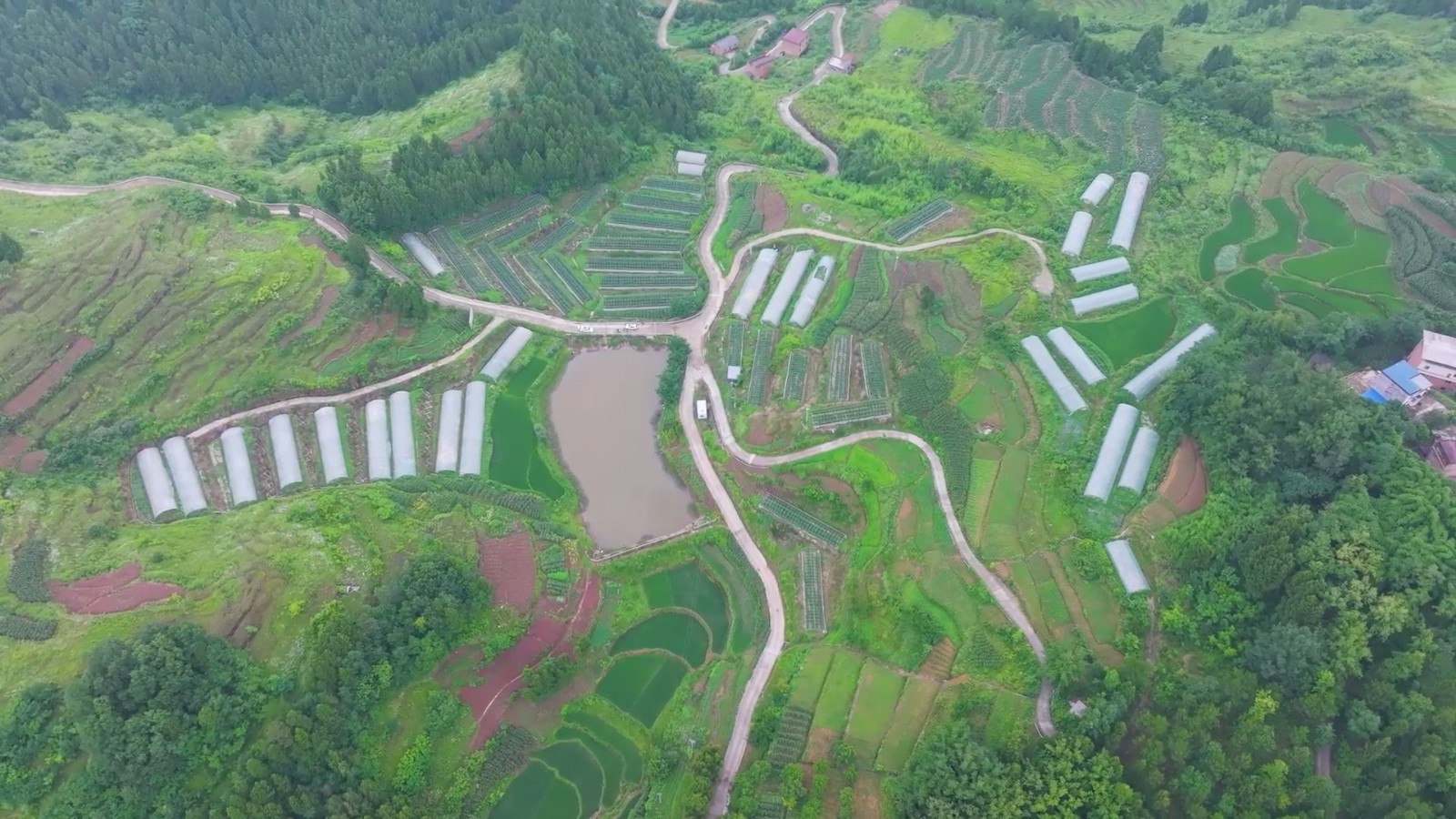 辣椒种植基地。拍摄：吴建华.jpg