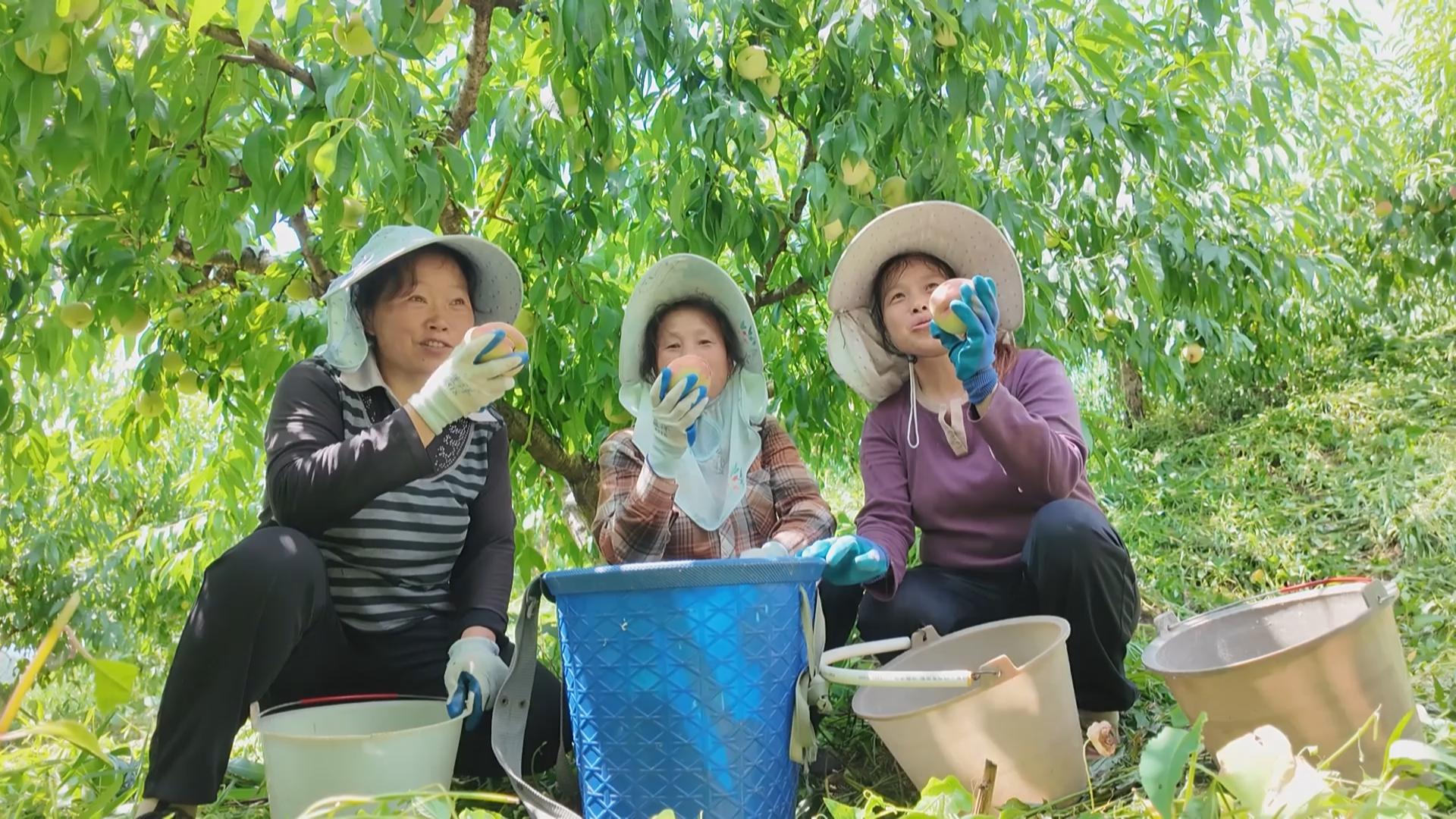 东温泉镇黄金林村：白花桃喜迎丰收 十万斤鲜桃甜蜜上市