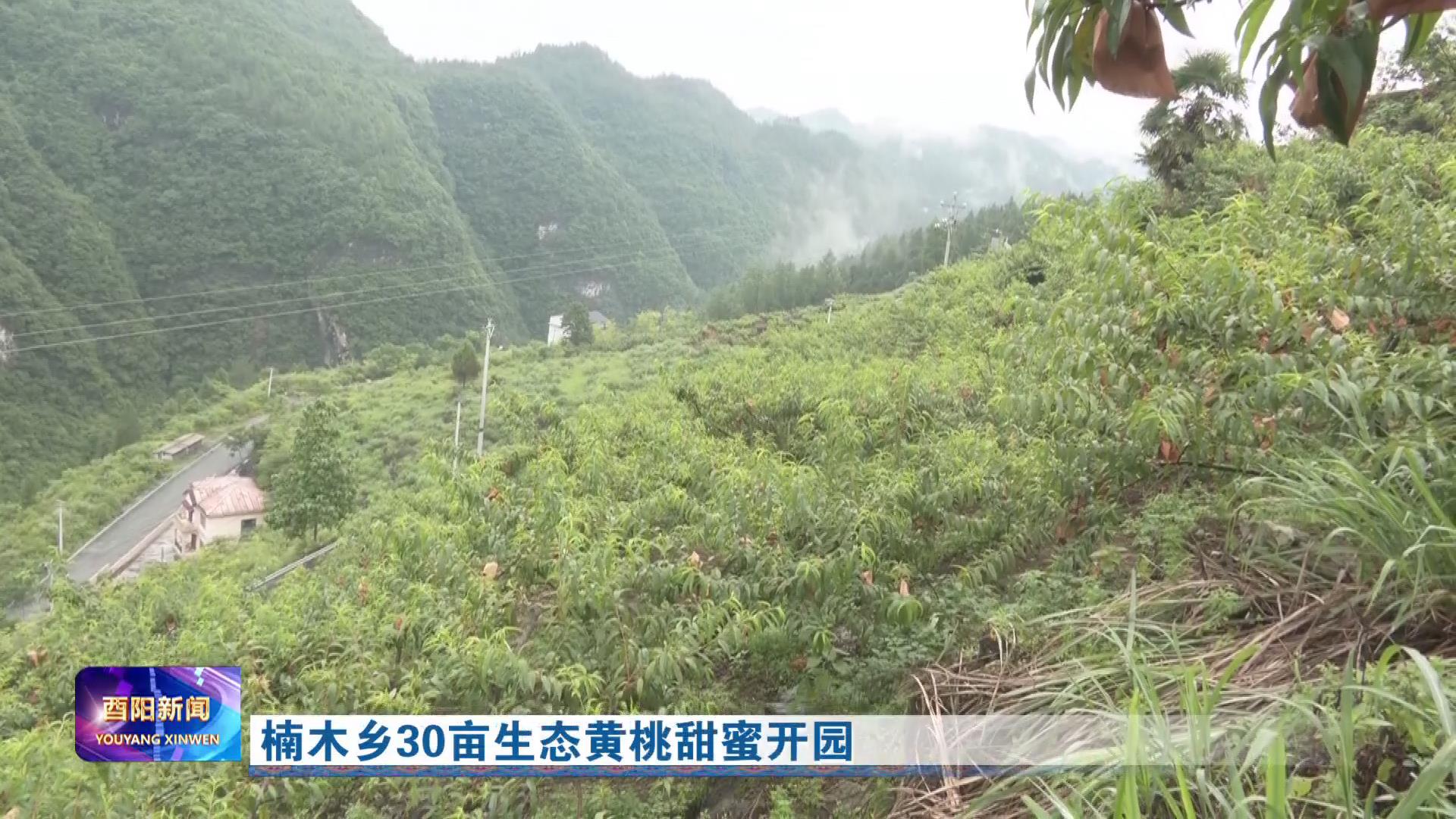楠木乡30亩生态黄桃甜蜜开园