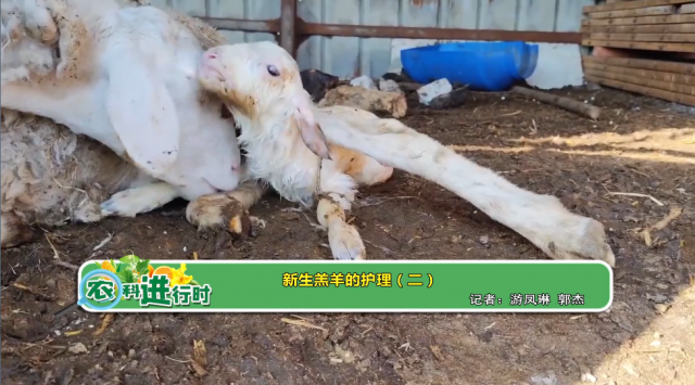 【农科进行时】新生羔羊的护理（二）