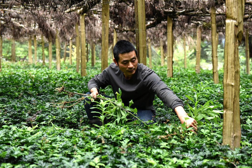 谭荣富在黄连种植基地除草