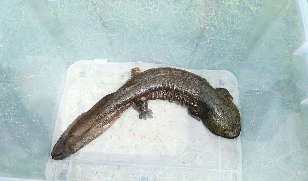 放生大鲵8