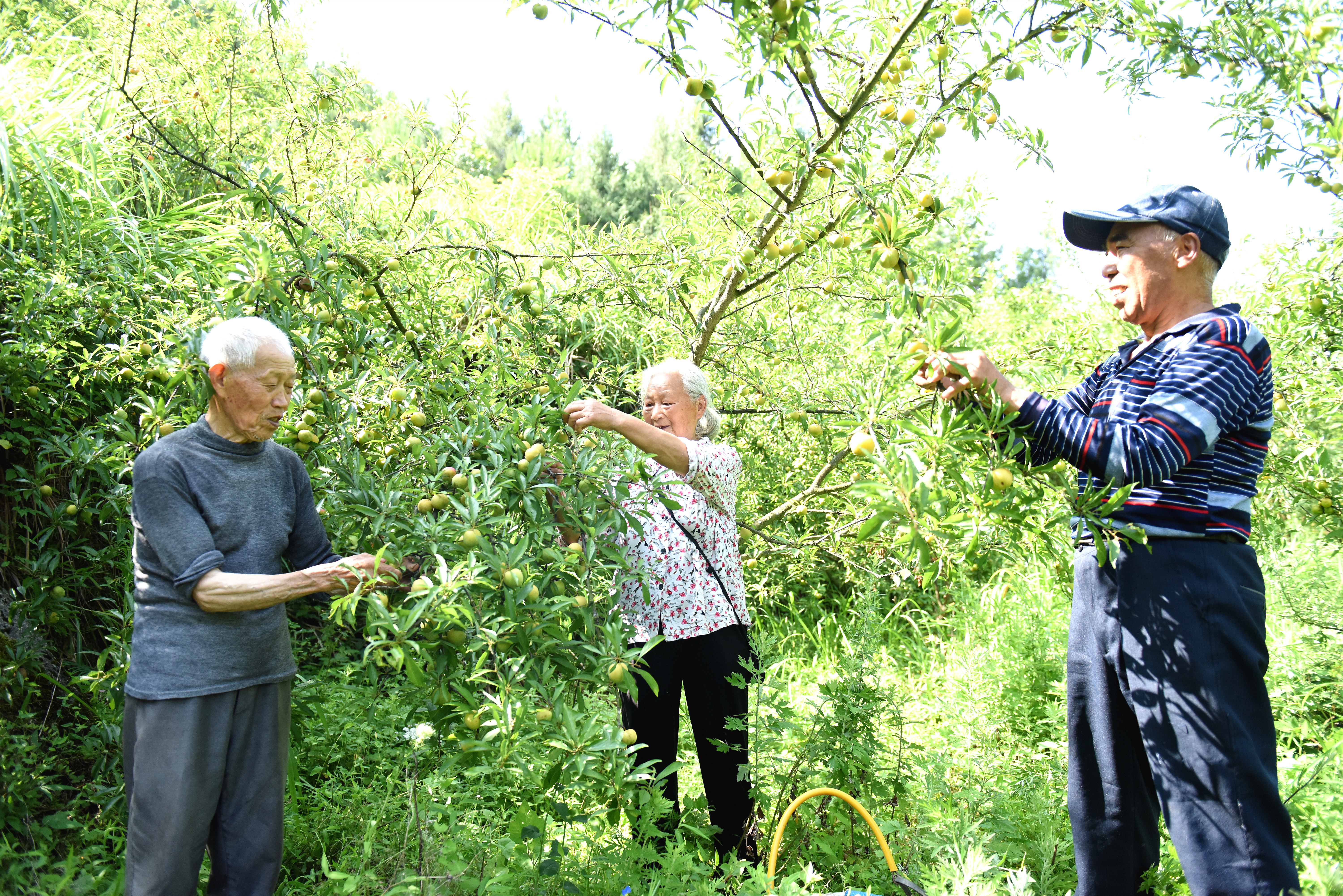 种植户在采摘黄金脆李 (2).jpg 种植户在采摘黄金脆李 (2).jpg