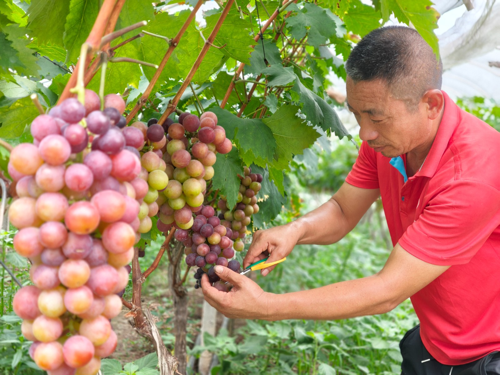 香满果树种植场负责人罗宣明忙着采摘葡萄,通过订单发往市内外。拍摄:张耀升.jpg
