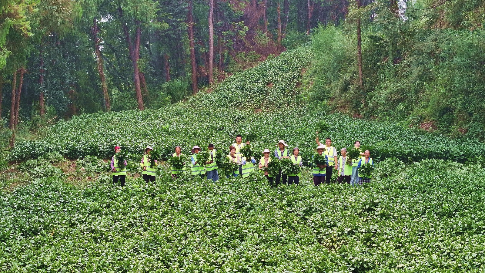 3-忠县官坝镇南板蓝根基地喜获丰收。赵军 摄.JPG