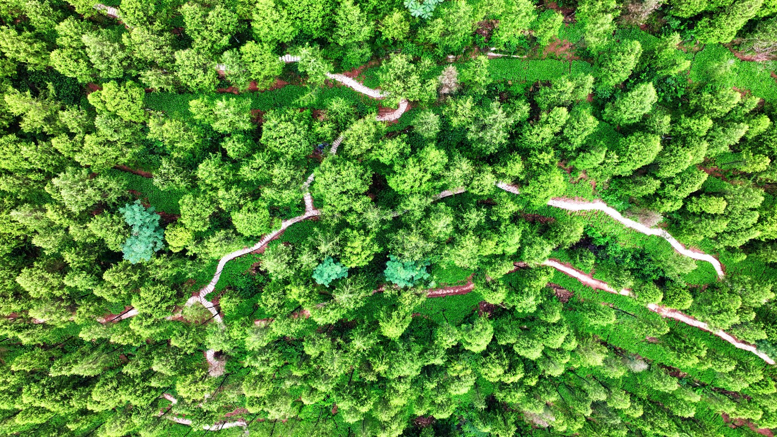 1-忠县磨子乡南板蓝根基地。赵军 摄.jpg