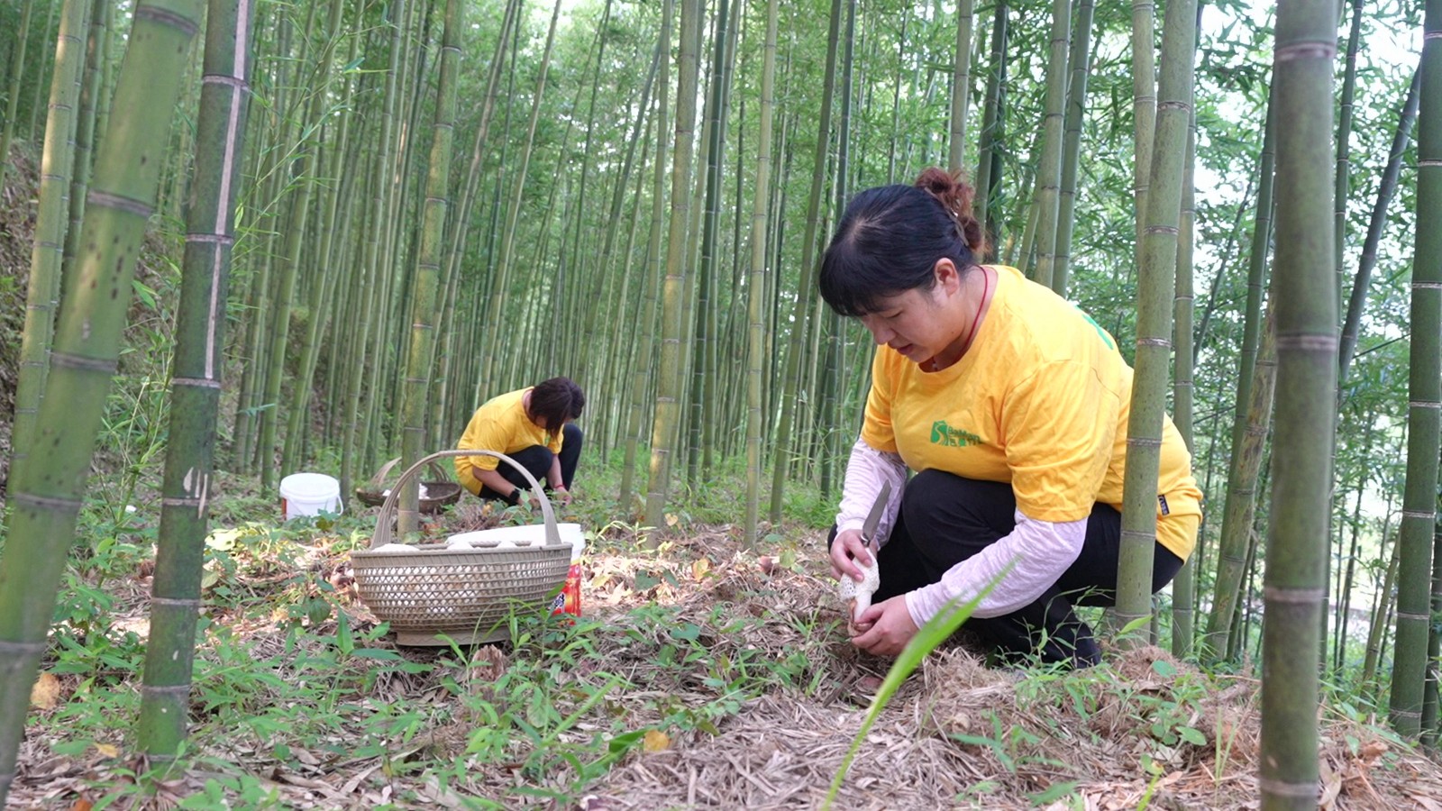 9-忠县白石镇巴岭村菌菇产业示范园 ,村民在采摘竹荪。 受访者供图.jpg