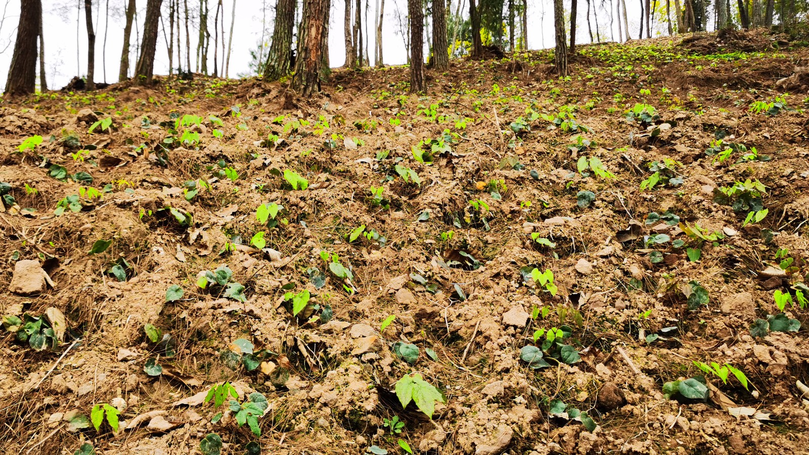 13-忠县金鸡镇淫羊藿种植基地。受访者供图.jpg