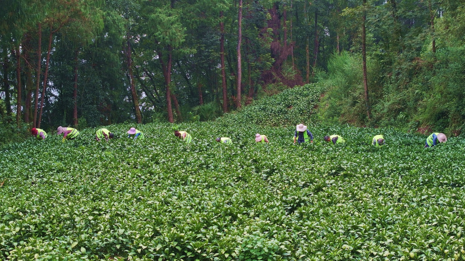 2-忠县官坝镇南板蓝根基地迎来收割季。赵军 摄.JPG
