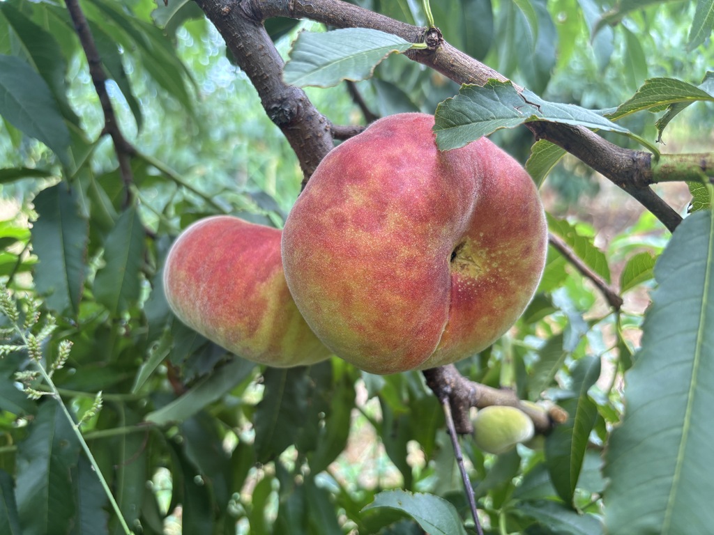 微信图片_20250721171642