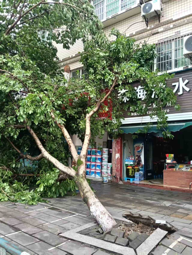 平桥社区树木倒地.jpg