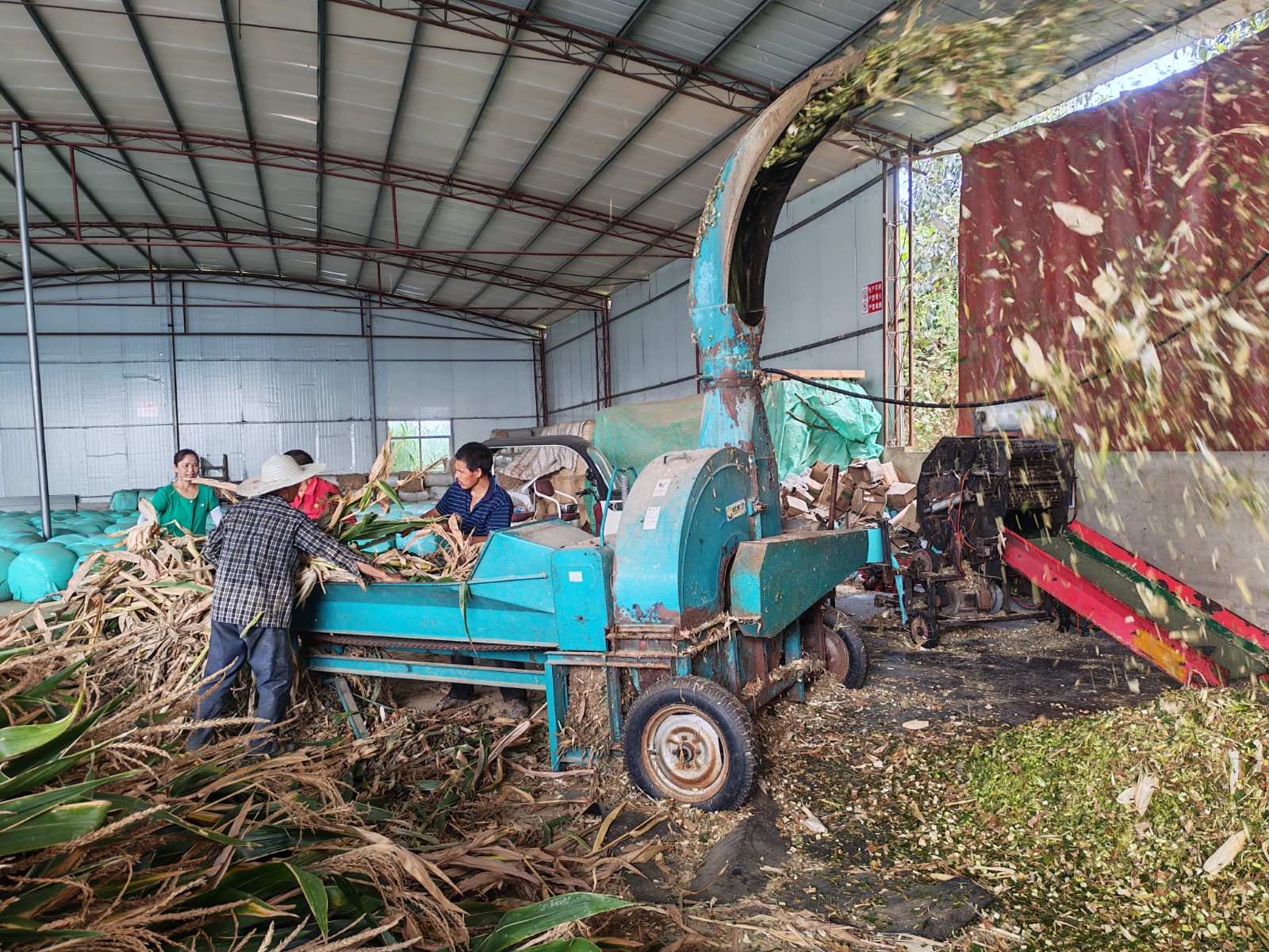 村民将玉米秸秆送进粉碎机。拍摄：彭群英.jpg