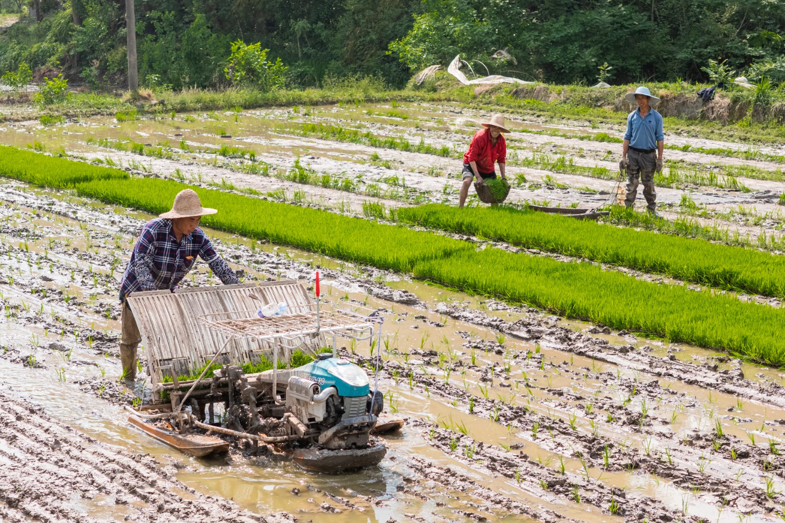 工人们正在进行二季插秧.jpg