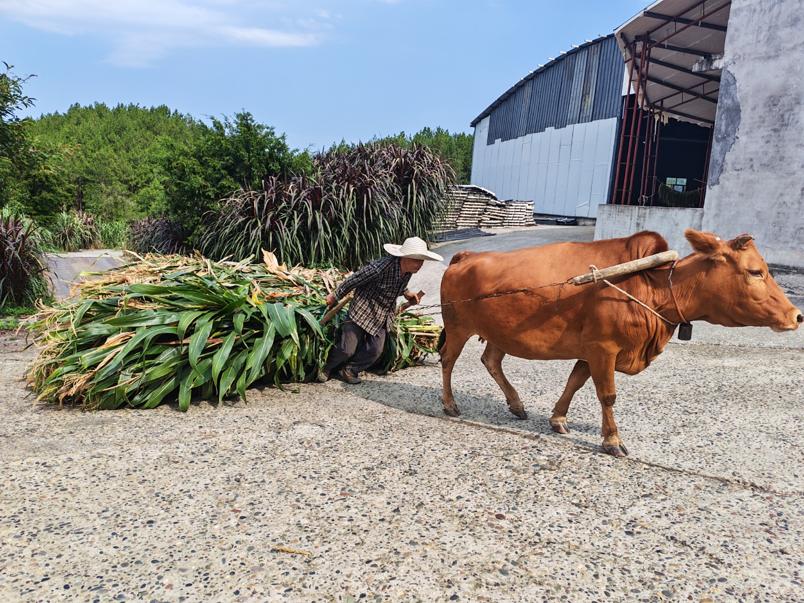 村民用牛拉车运输玉米秸秆。拍摄：彭群英.jpg