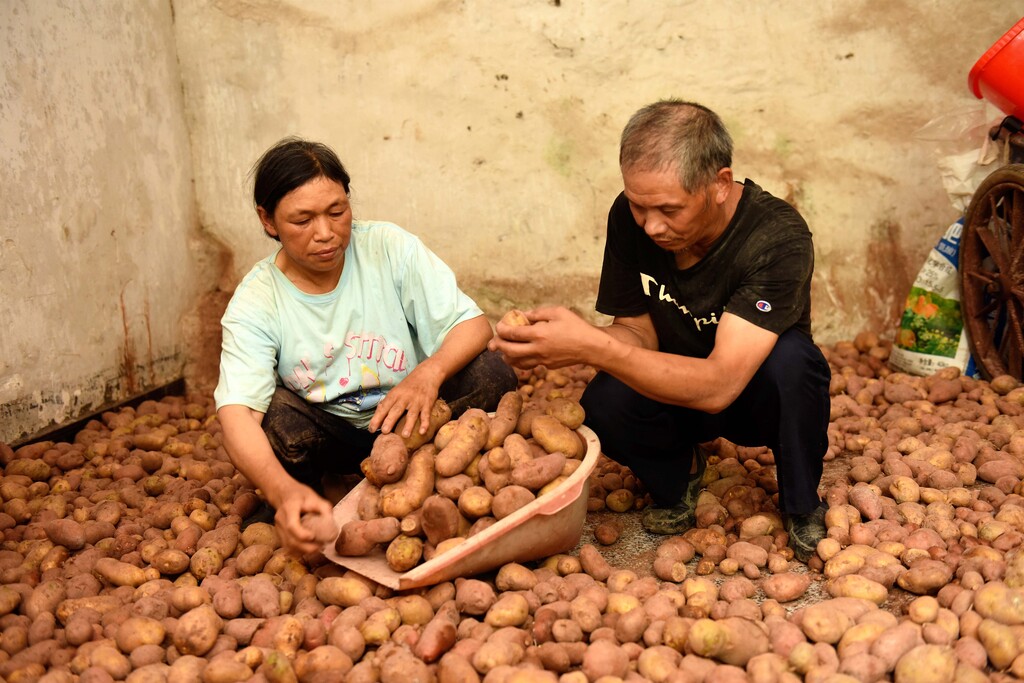 王洪秀(左)带小叔子向维安分捡洋芋