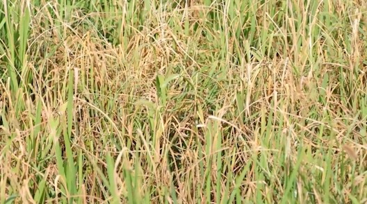 水稻生长受影响。拍摄:吴建华.jpg