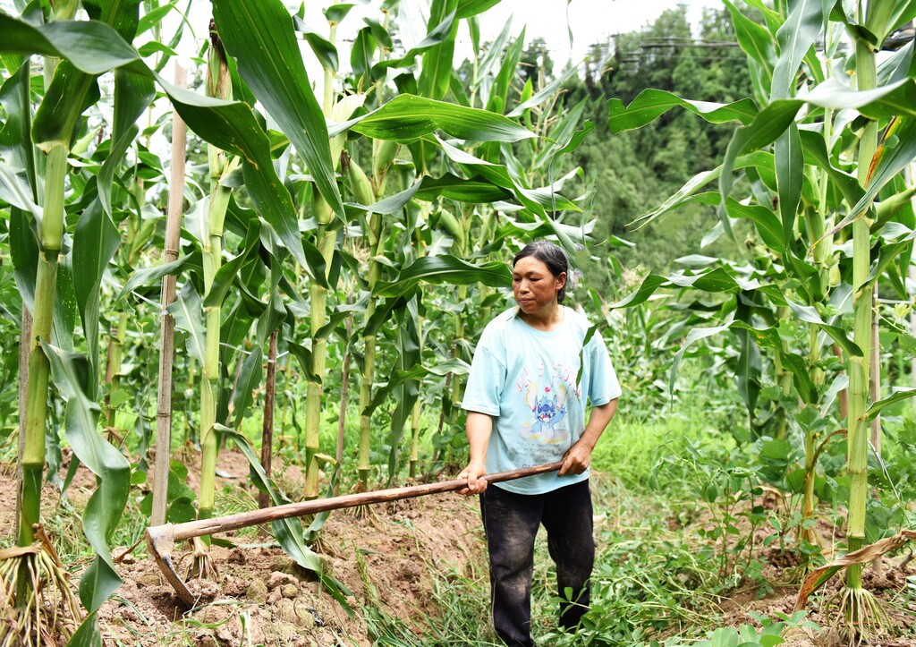 王洪秀在“玉米+葛根”基地务工 (2)