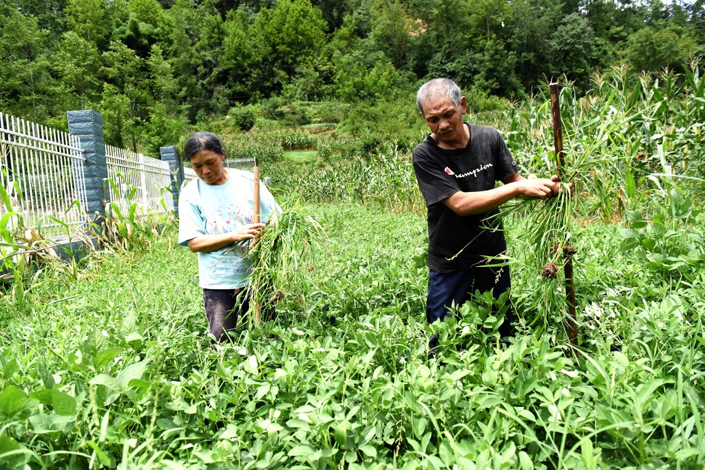 王洪秀(左)带小叔子向维安除草