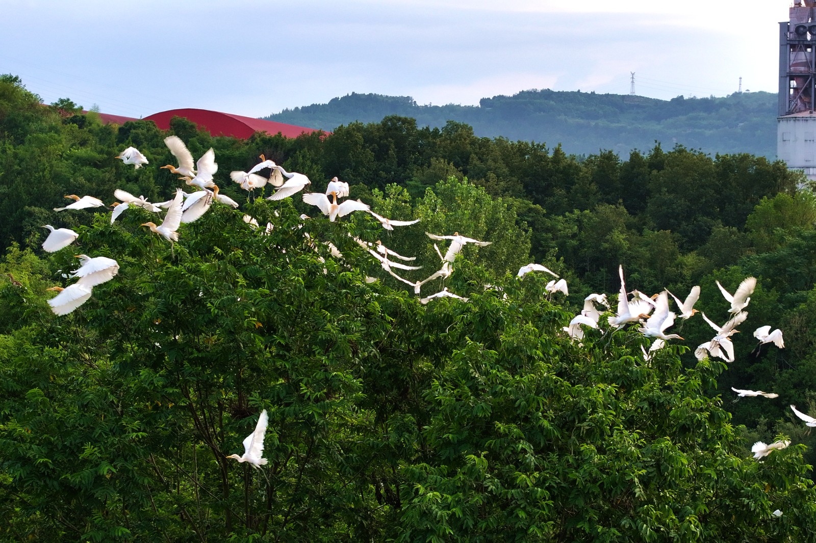 6-鹭鸟在重庆海螺水泥厂区树林上方翩跹起舞。赵军 摄(DJI_20250720191252_0301_D).JPG