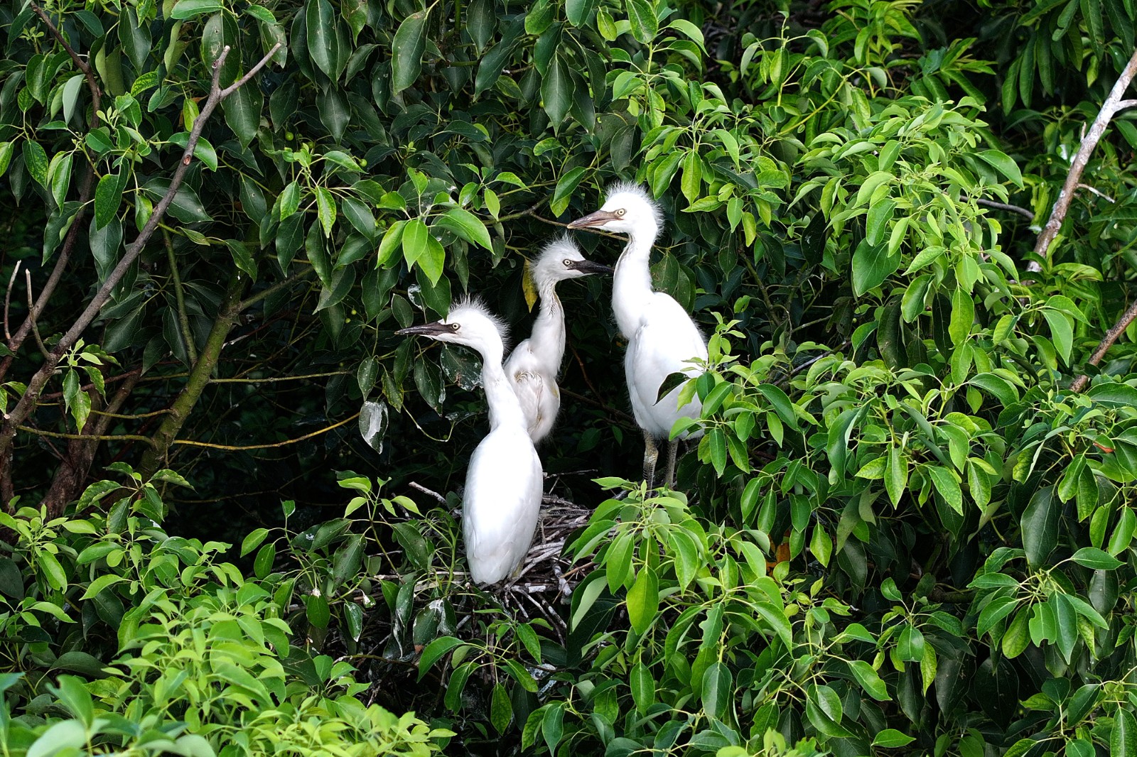 3-重庆海螺水泥厂区内的树林成为野生鹭鸟栖息繁衍的绝佳场所。赵军 摄(DJI_20250722084452_0153_D).JPG