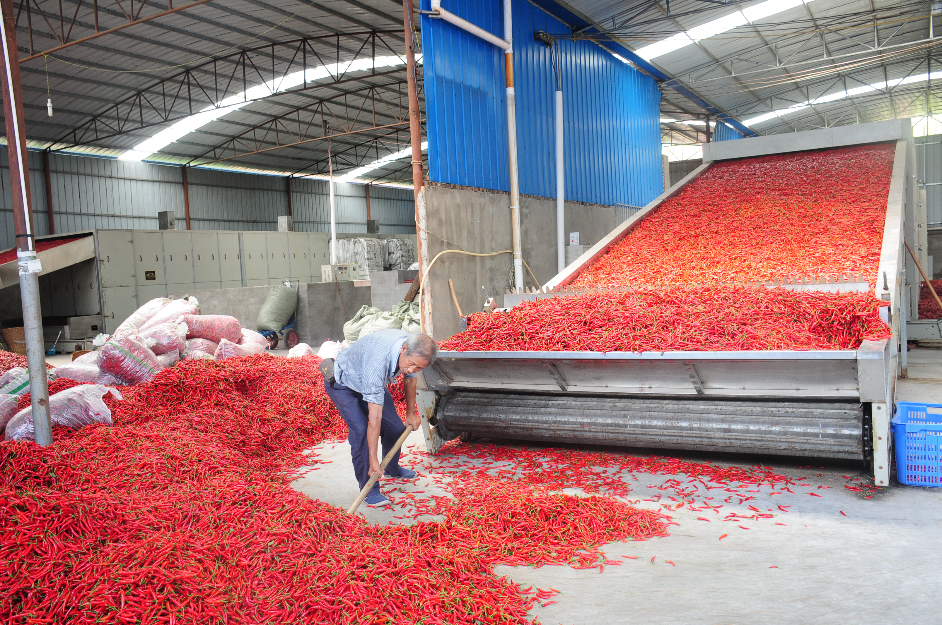 石星辣椒专业合作社在烘制干椒 (2).JPG