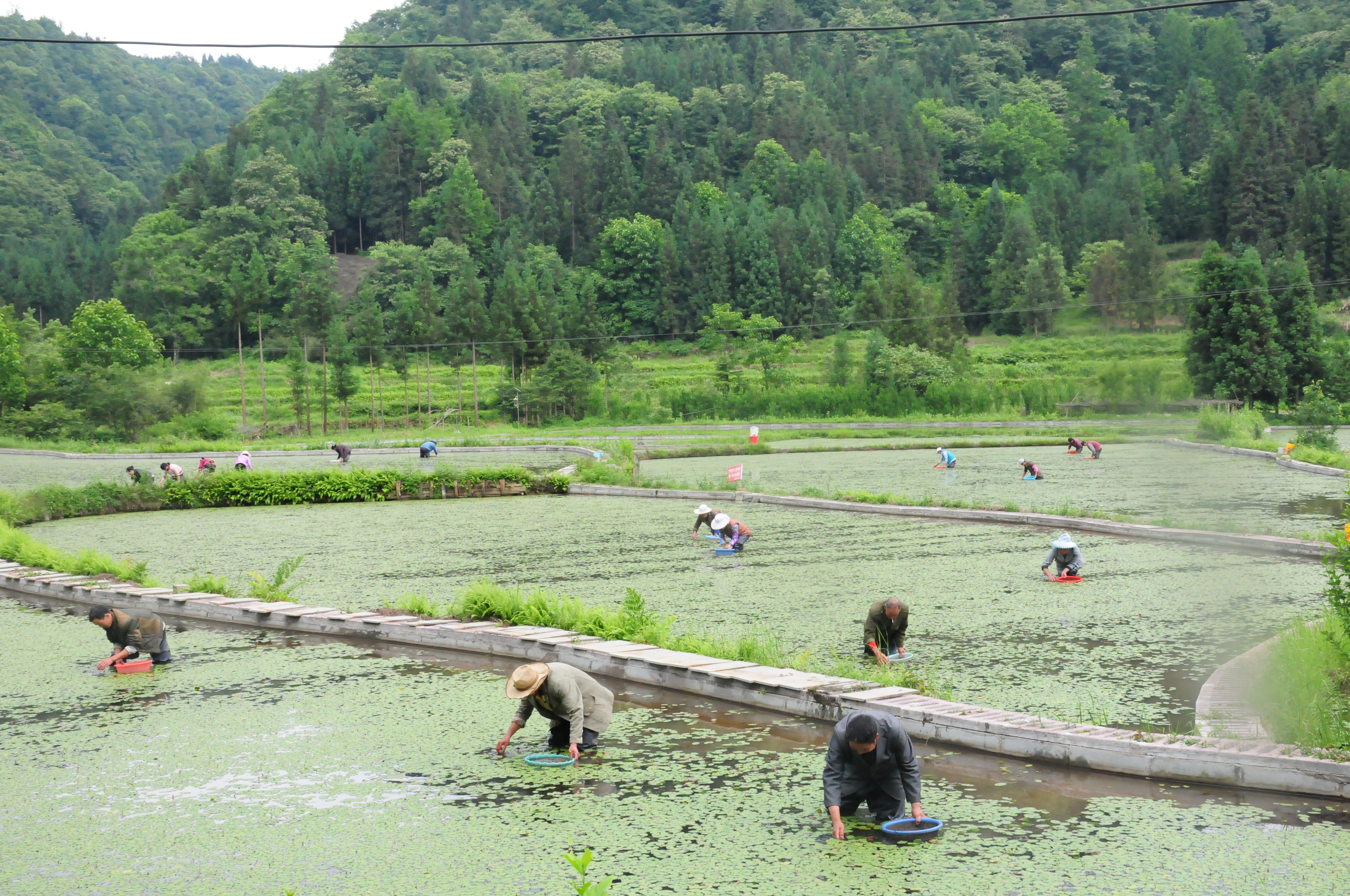 村民在采摘莼菜 (2).JPG