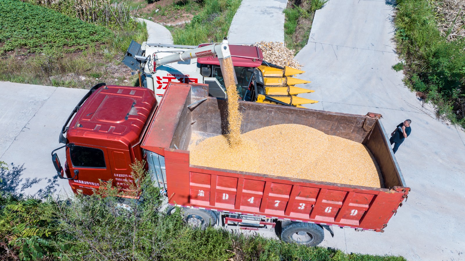 转运玉米。拍摄:吴建华1.jpg