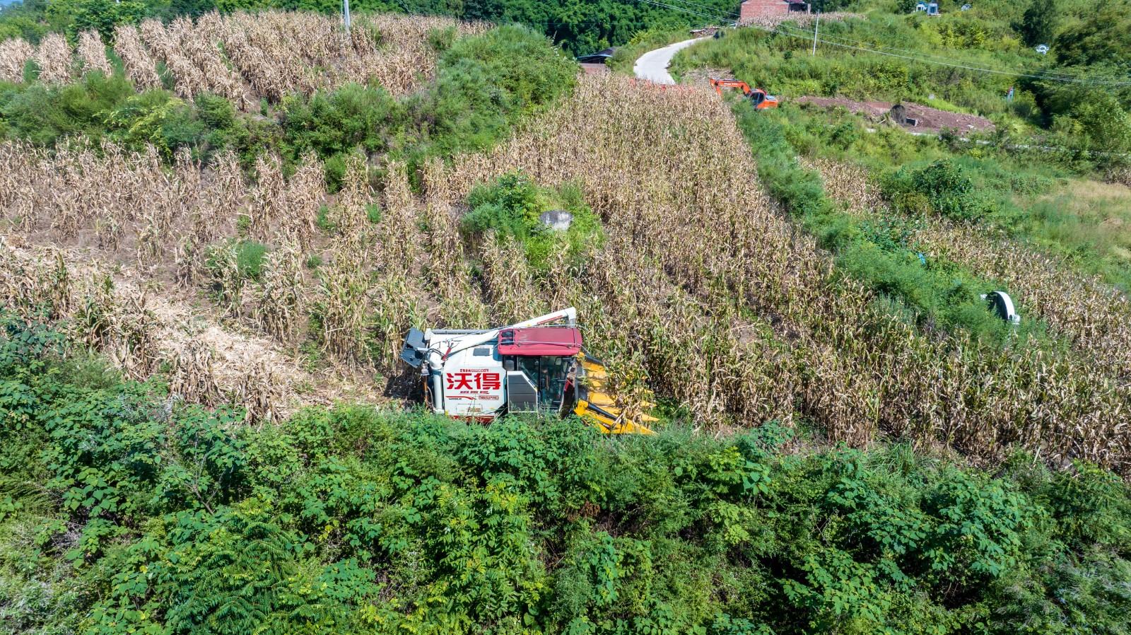 收割机收割玉米。拍摄:吴建华 .jpg