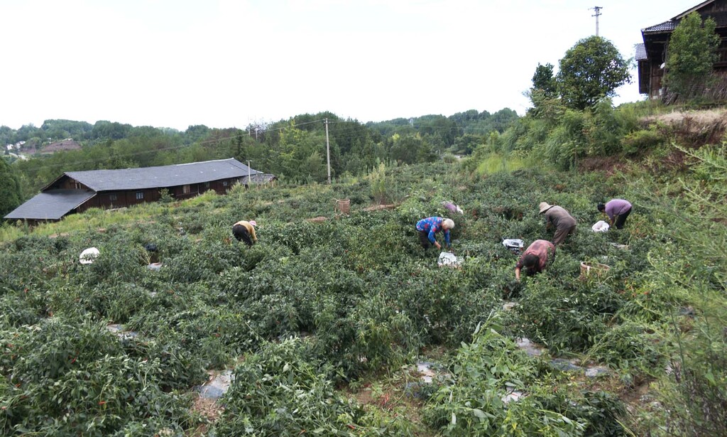 农户采收辣椒