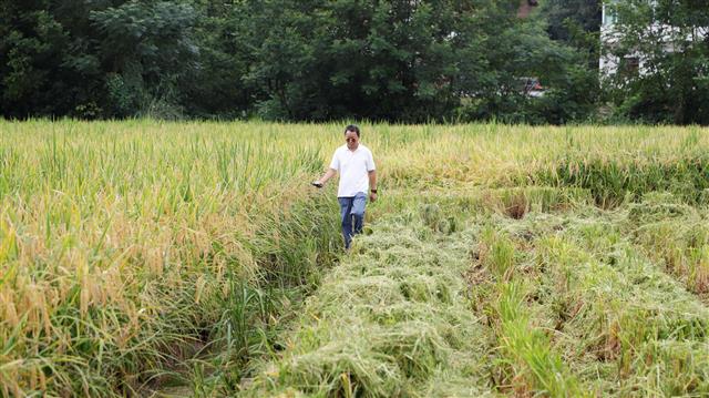 市级测产专家组正在丈量收割面积 杨栋 摄.jpg
