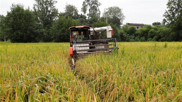 收割机正在收割稻谷 杨栋 摄.jpg
