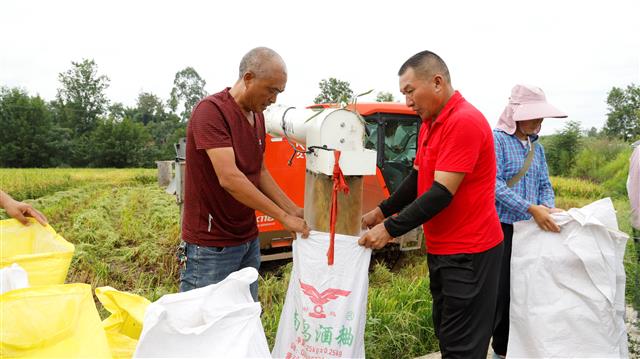 农户正在把稻谷装袋称重 杨栋 摄.jpg