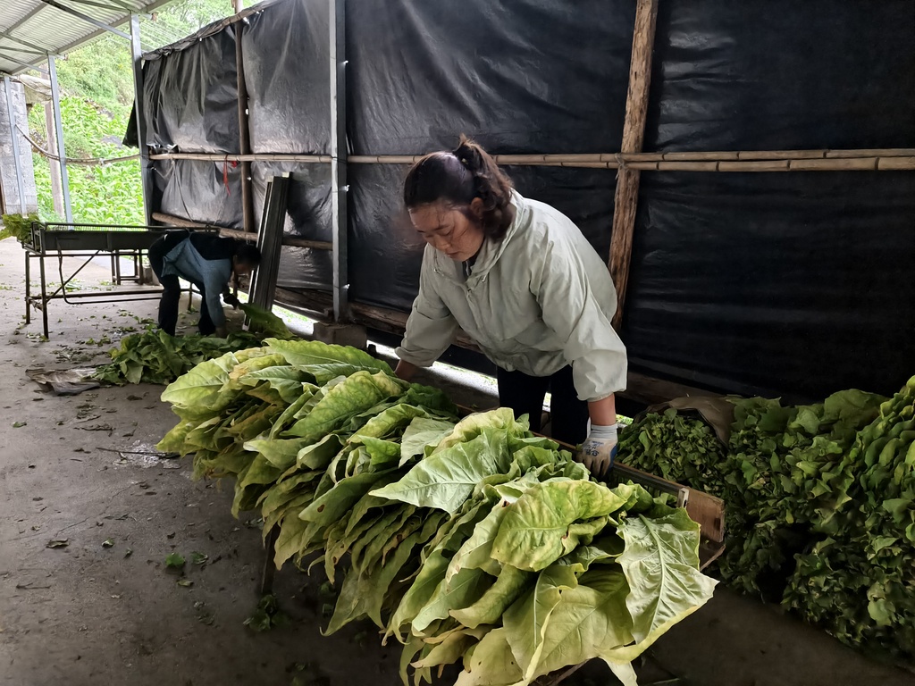 788ae4368396a56554c15ffc996bc6d