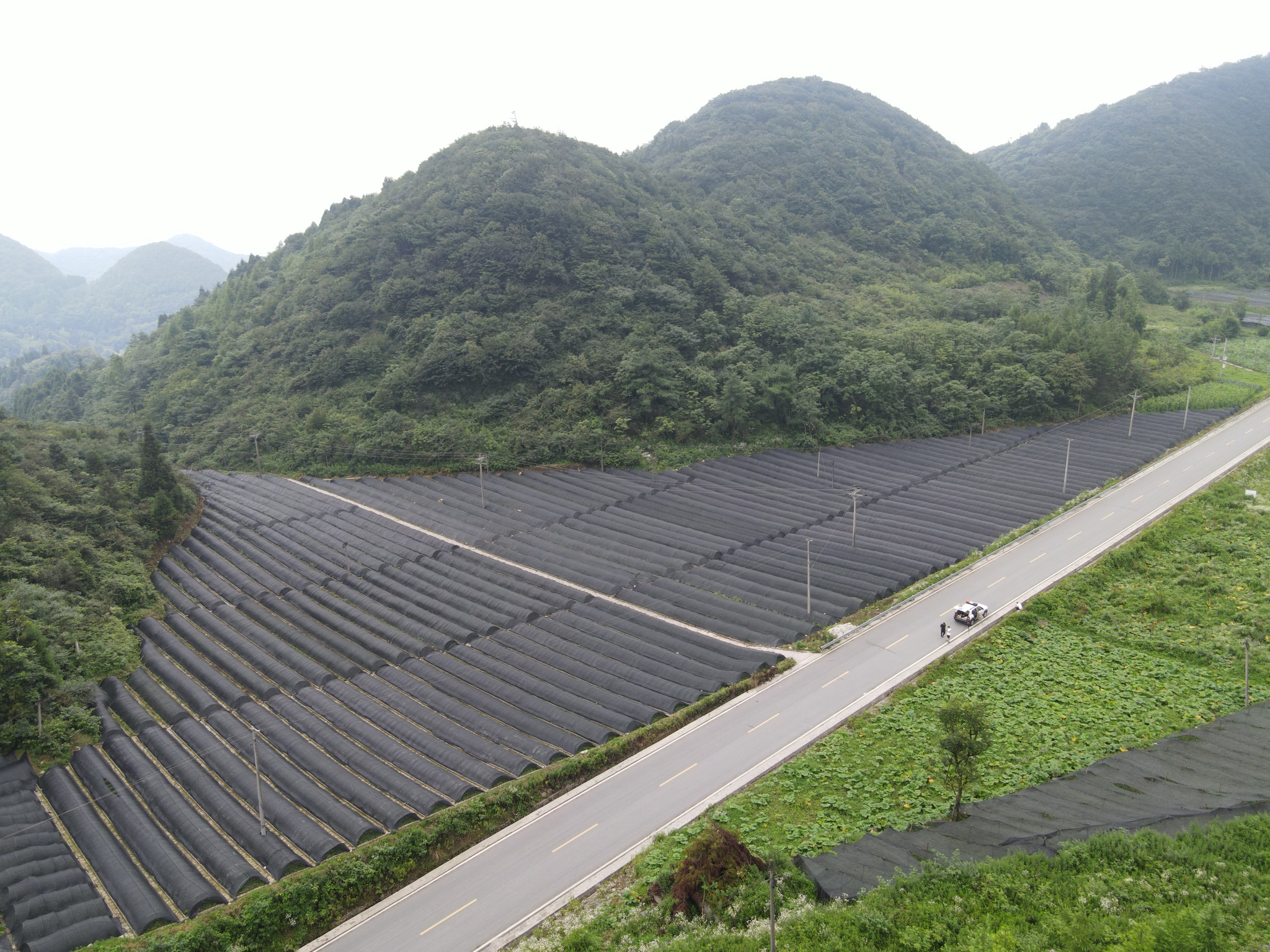 20230726强链条增产值 我县培育10亿级黄连产业&mdash;&mdash;沙子镇盘龙村黄连育苗基地.jpg