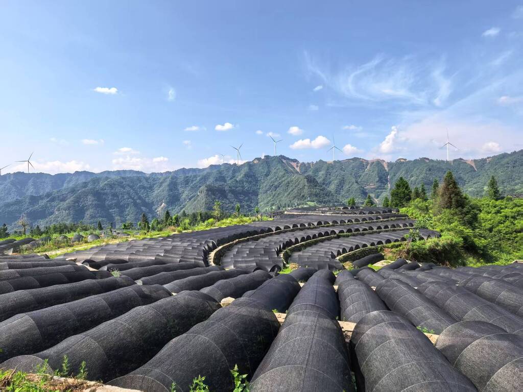 六塘三坪村黄连基地2