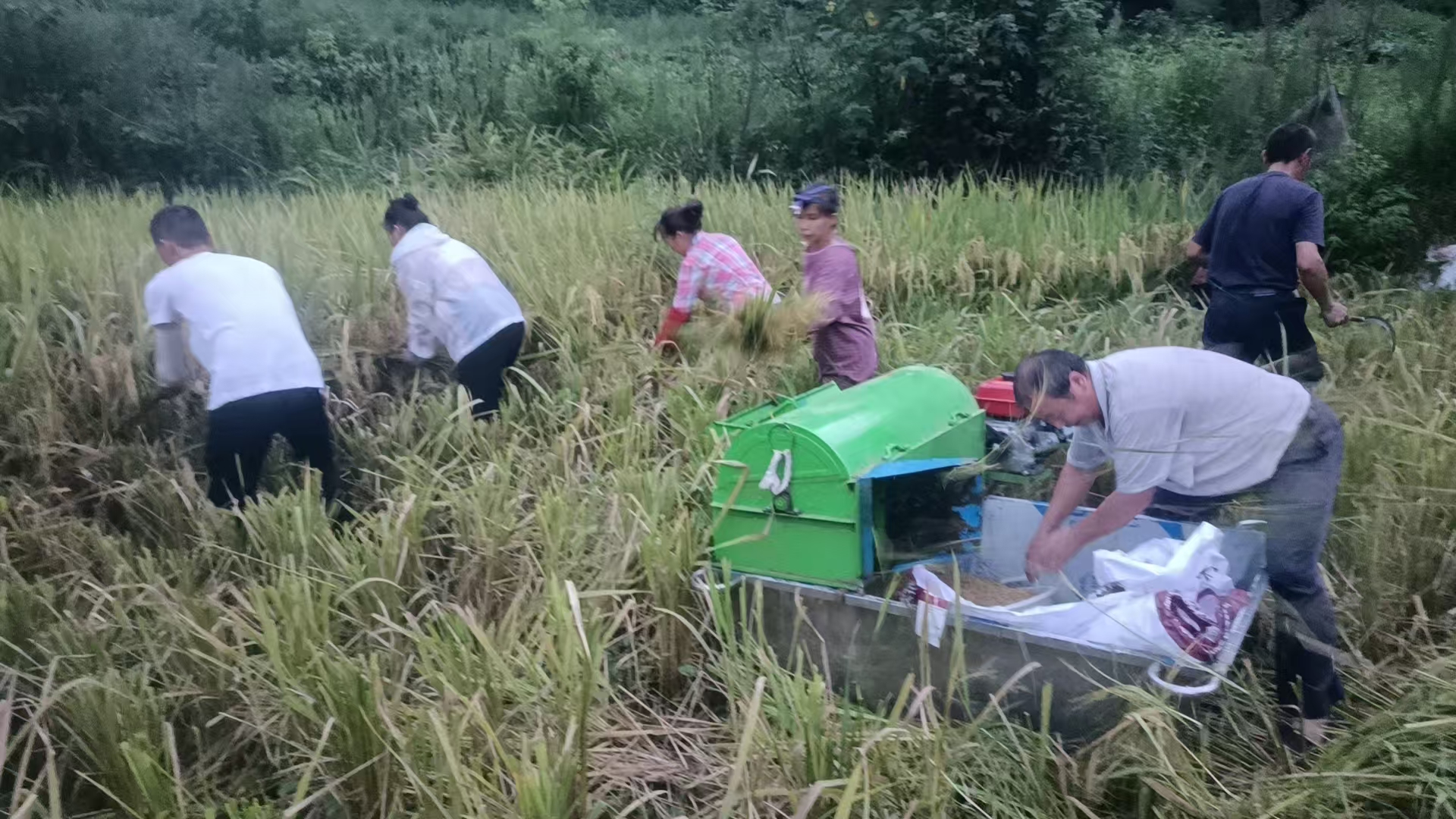 2025年8月栋青村农家草堂开展助农秋收割稻谷活动1.jpeg 2025年8月栋青村农家草堂开展助农秋收割稻谷活动1.jpeg