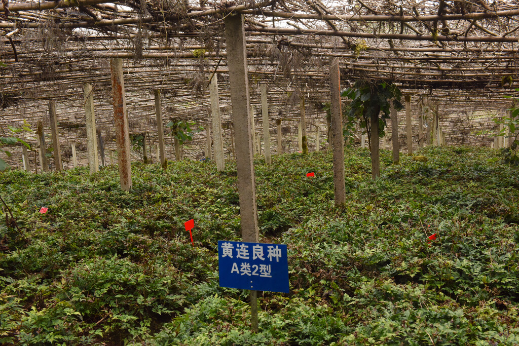 石柱县打造的黄连繁育基地