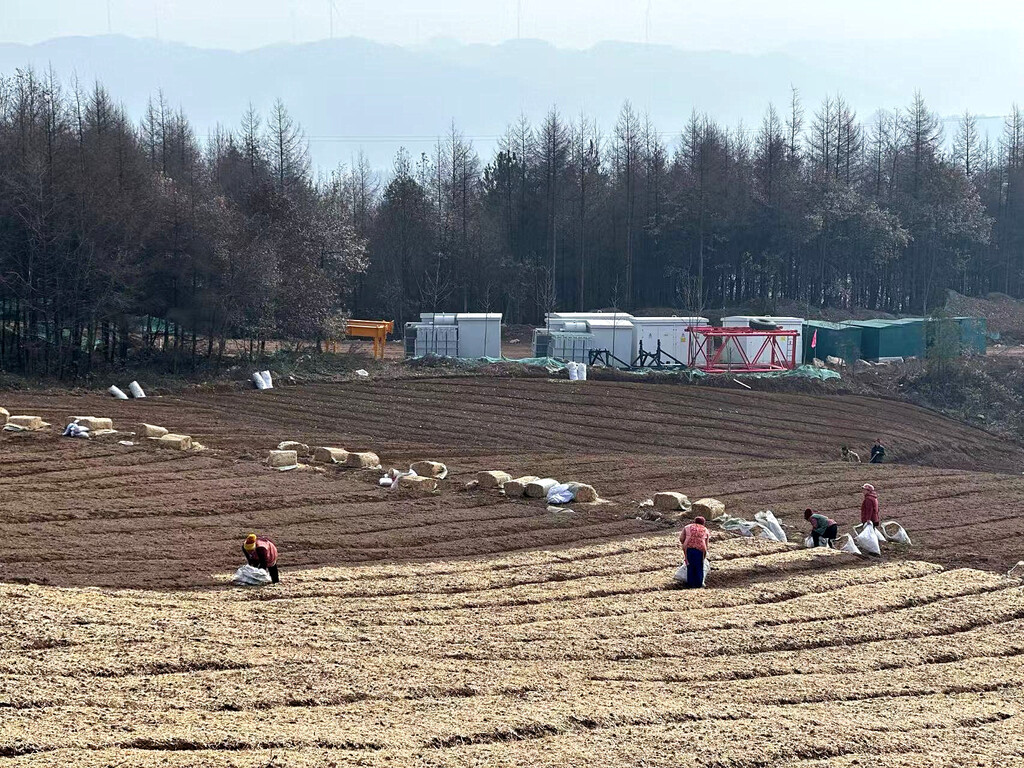 务工群众在六塘村打造黄连育苗基地 (3)