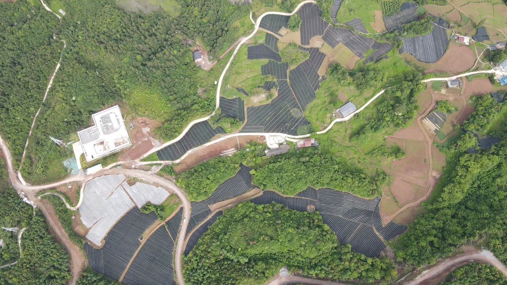 六塘村黄连GAP示范种植基地