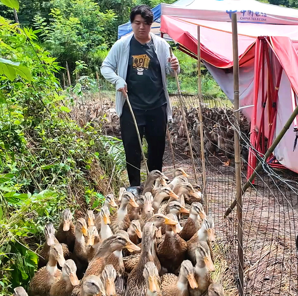 全进华在赶鸭进田