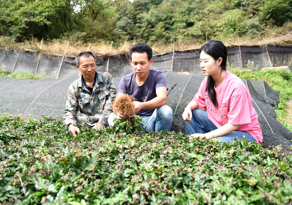 镇村干部在查看黄连长势