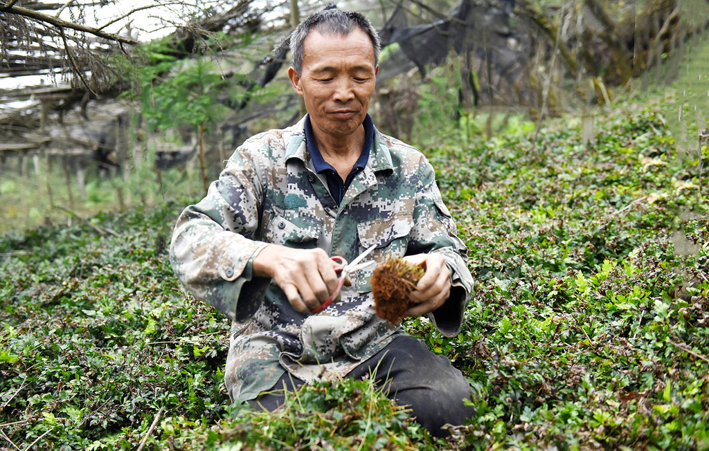 李仕吉在 采收成熟的黄连