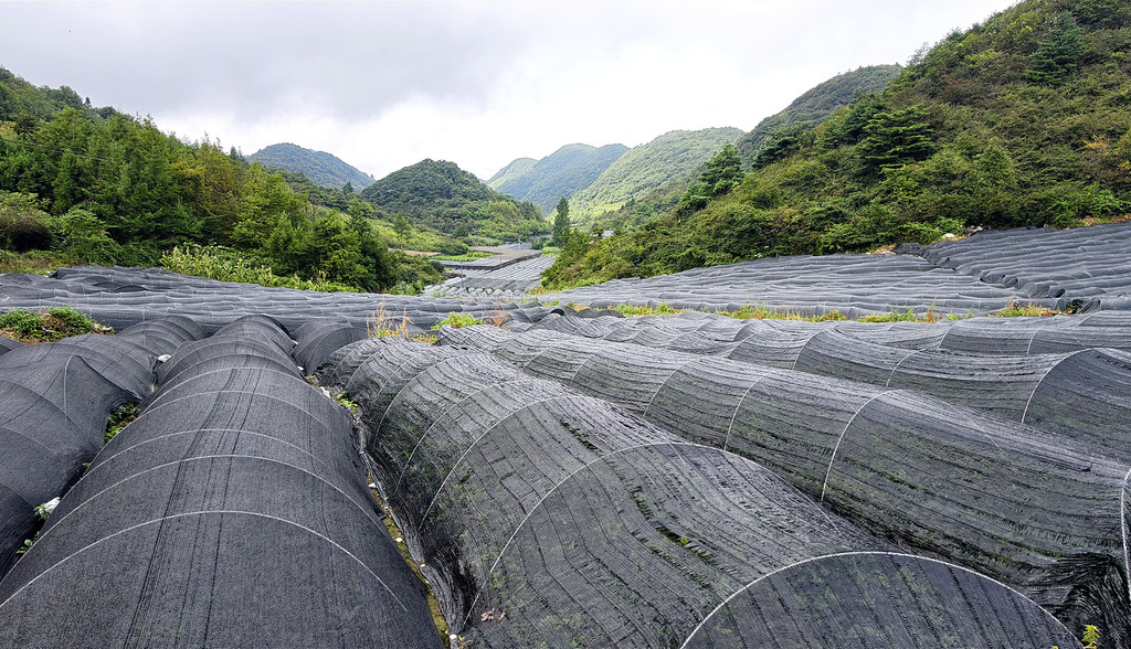 李仕吉打造的熟地种连基地