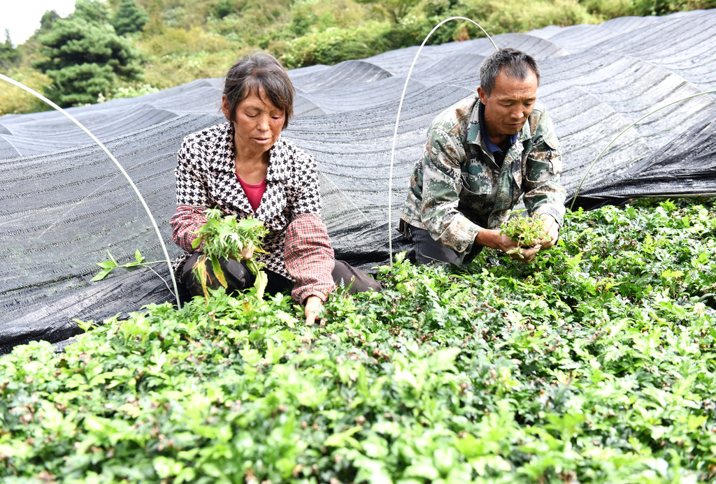 李仕吉(右)夫妇在黄连种植基地除草