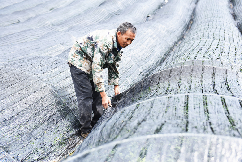 李仕吉在覆盖遮阴网